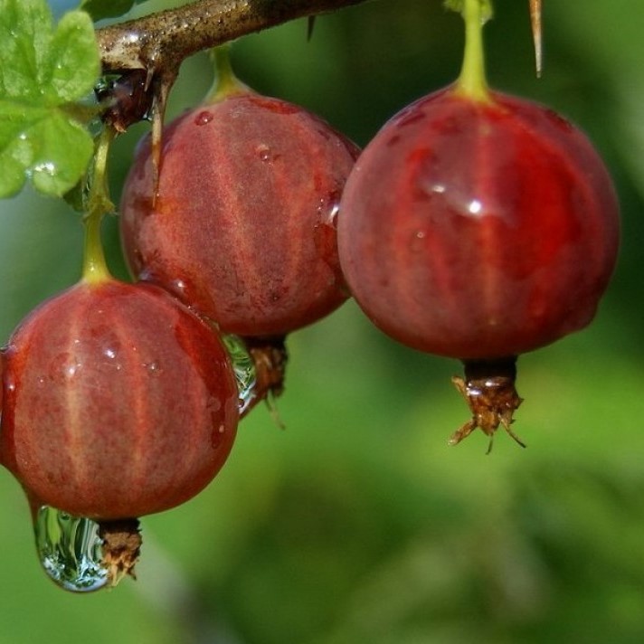 Сеянец Смены