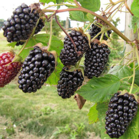 Я_Ежевика Коламбия Стар  v2-3 Tim 