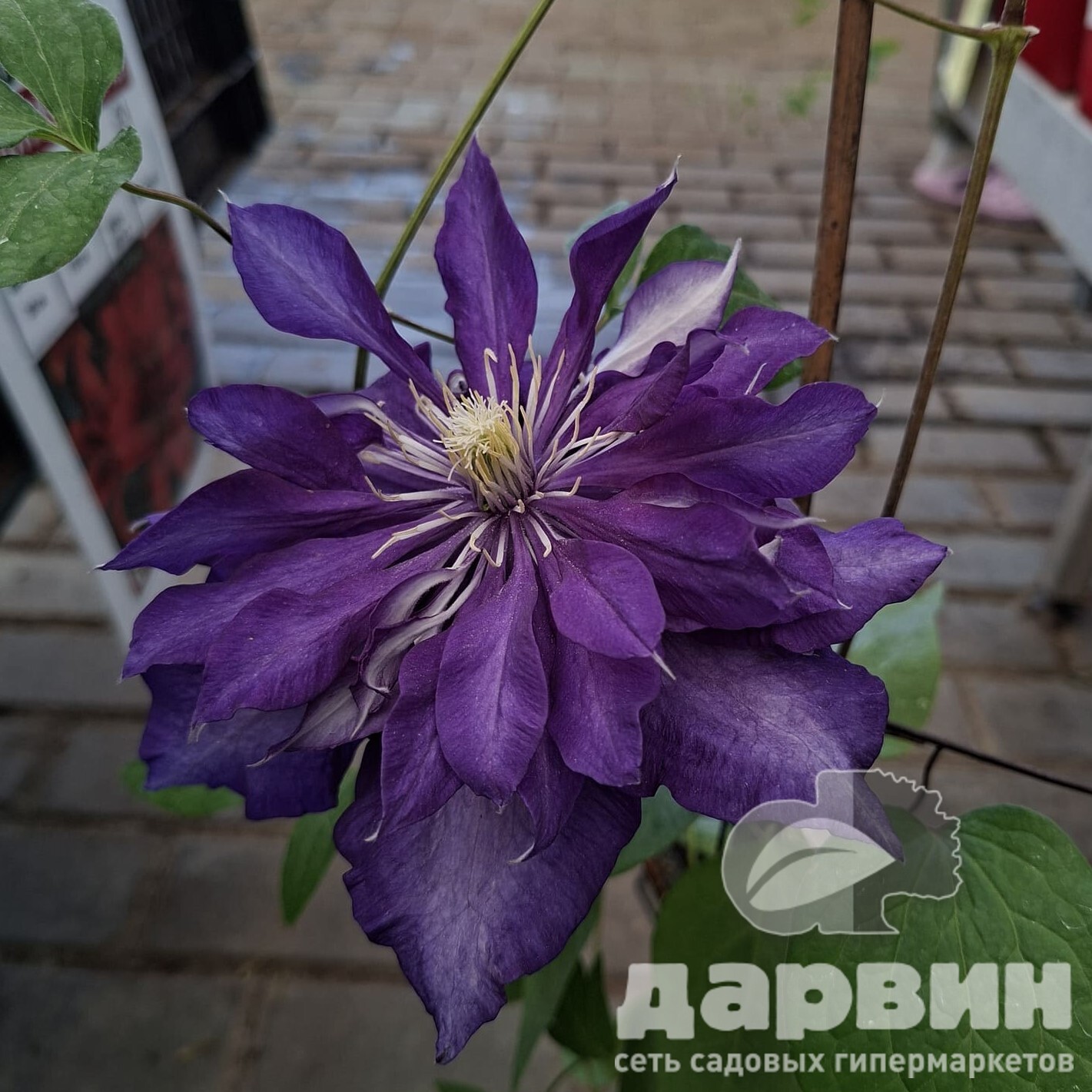 Клематис Даниель Деронда v2 CL 