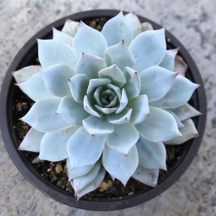 Эхеверия Пекокка d8 ХР 