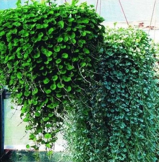 Дихондра 2,5л - d21 ХН 