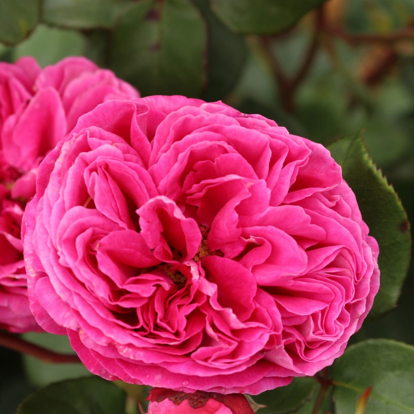 Роза флорибунда Фреуфрау Каролин v5 Dem 