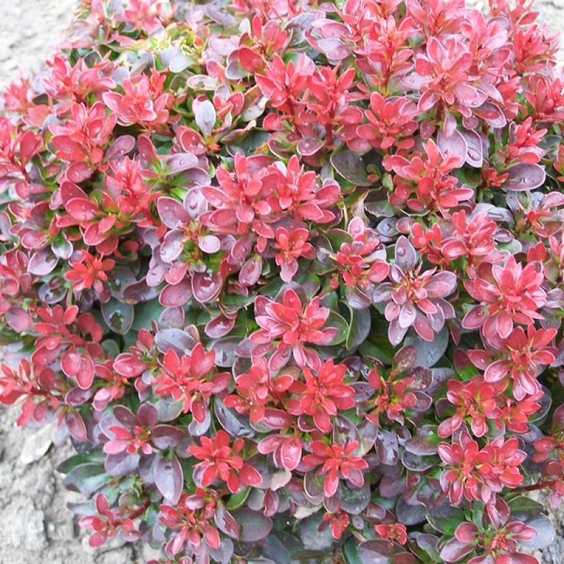 Барбарис тунберга Багатель v5 Lav 