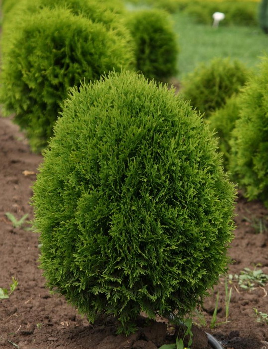 Туя западная Литтл Джайант v5 YP 