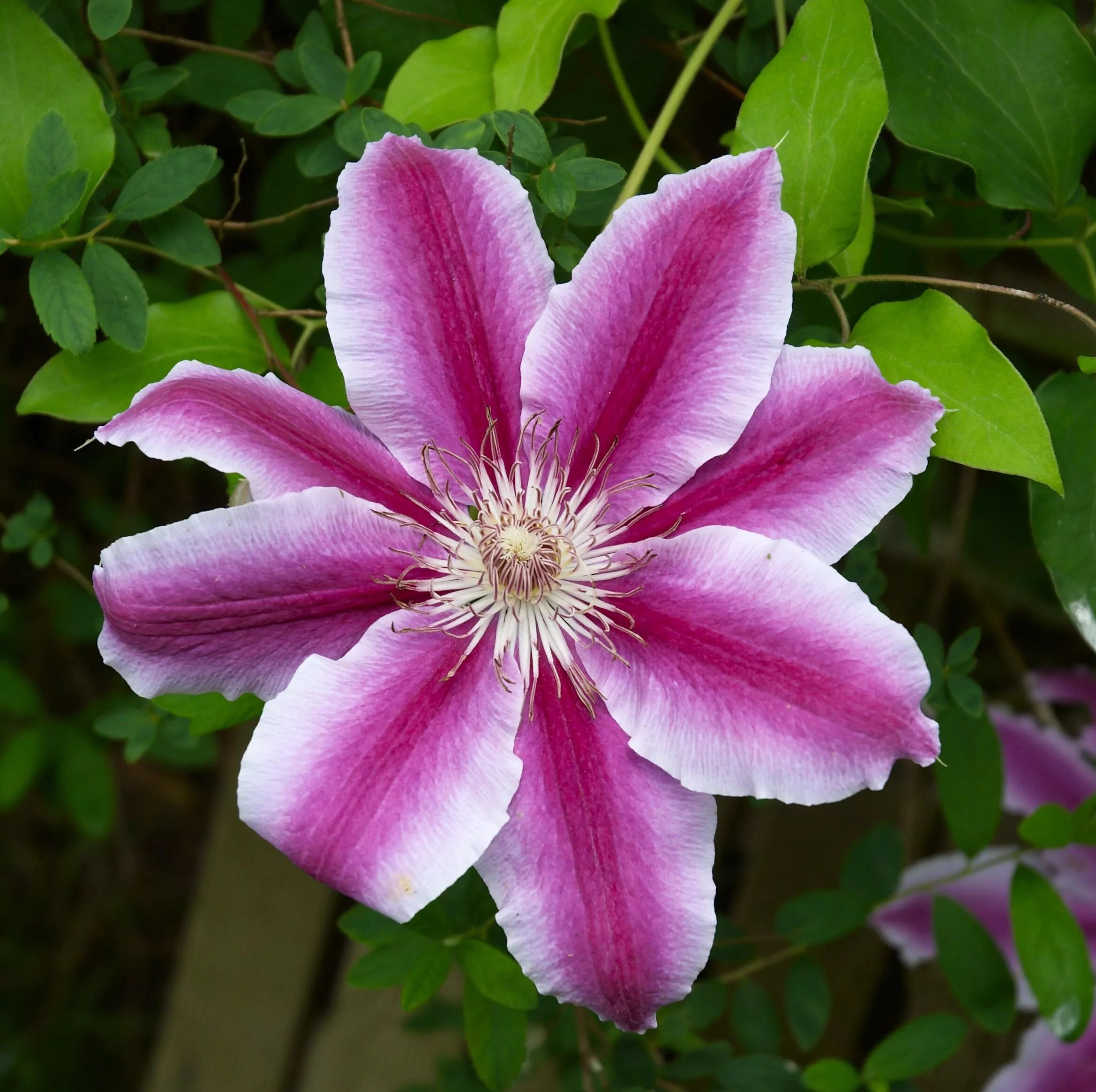 Клематис Доктор Раппел в коробке ЦО 