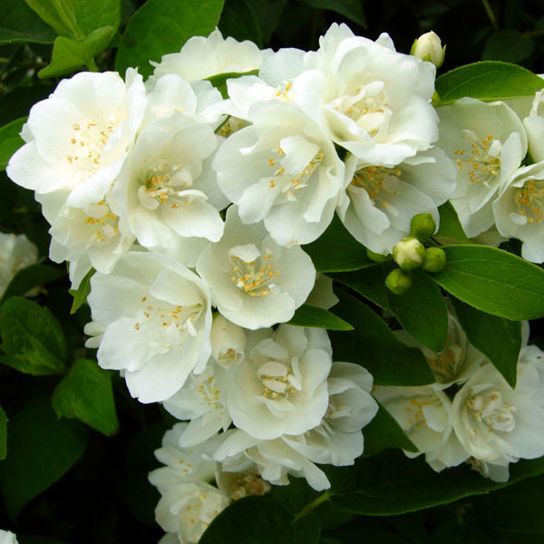 Чубушник Помпон v2 Tim 