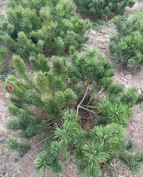 Сосна горная пумилио 80-100 с25 Nik   