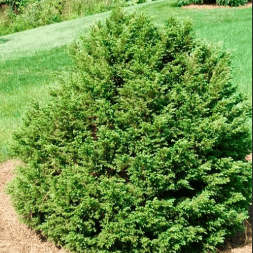 Тсуга канадская Жаклин Веркад 25-30 cm cont. 4,0L Mt 