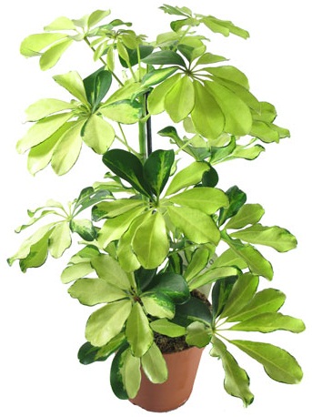 Шеффлера Мелани d13 h45 