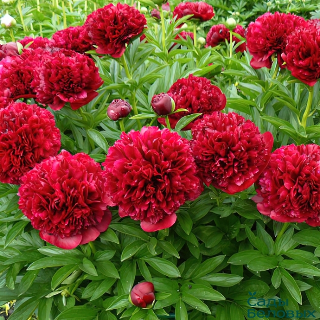 Пион Генри Бокстос v5 Tim 