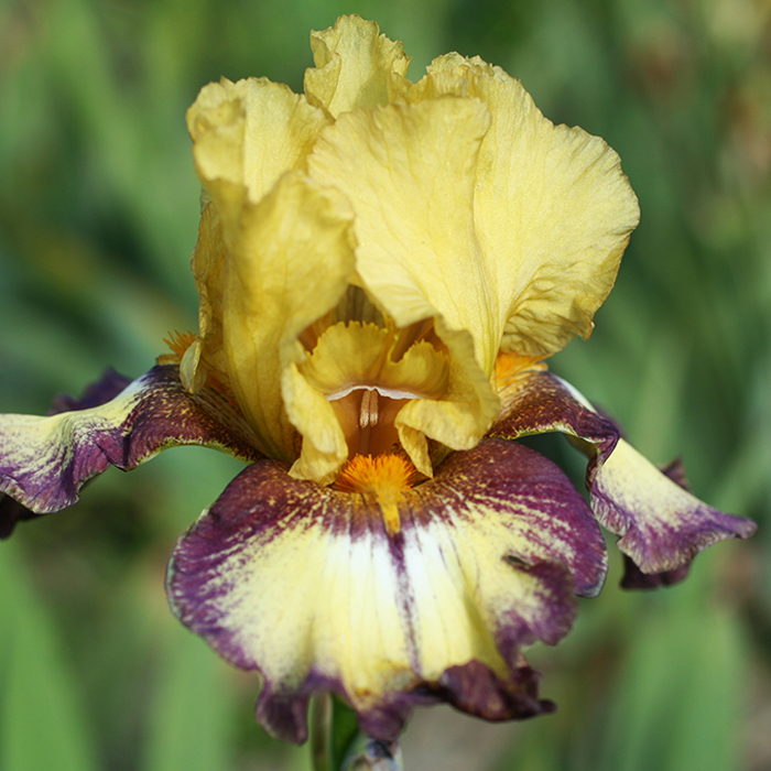 Корневище Ирис Бульвинкл I, Dem 