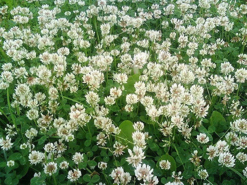 Семена Газон Жемчужная россыпь 30г, НК 