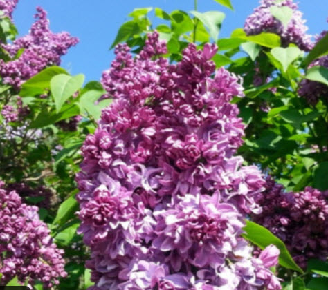 Сирень обыкновенная Адмирал Кузнецов С3 ЦО 