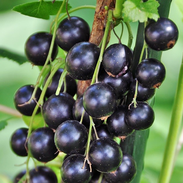 Смородина Фортуна черн v2 Tim по цене  Смородина Фортуна черн v2 Tim