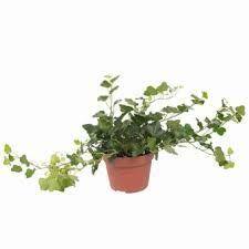 Хедера хеликс Шамрок d13 h70 