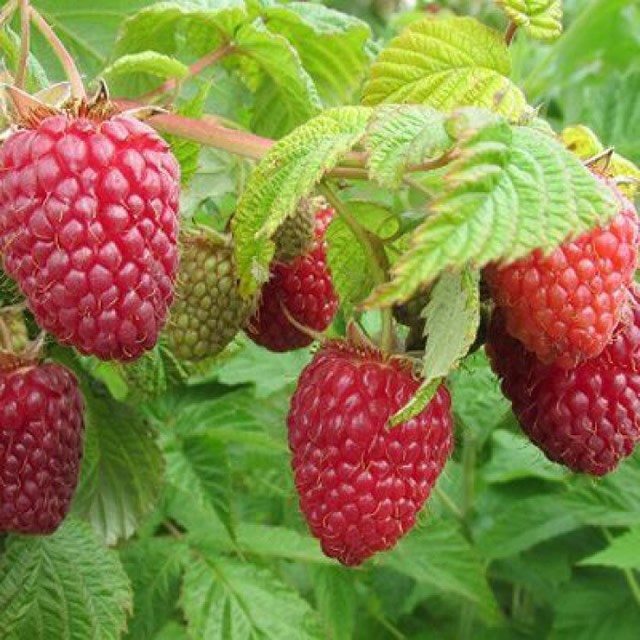 Малина Нижегородец, красная в коробке Tim 