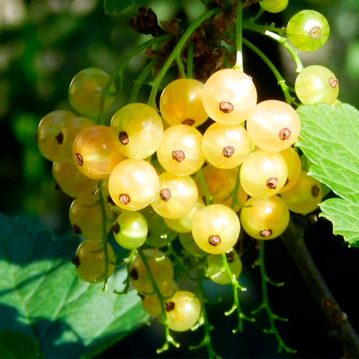 Смородина Горный Хрусталь белая v2-3 Tim 