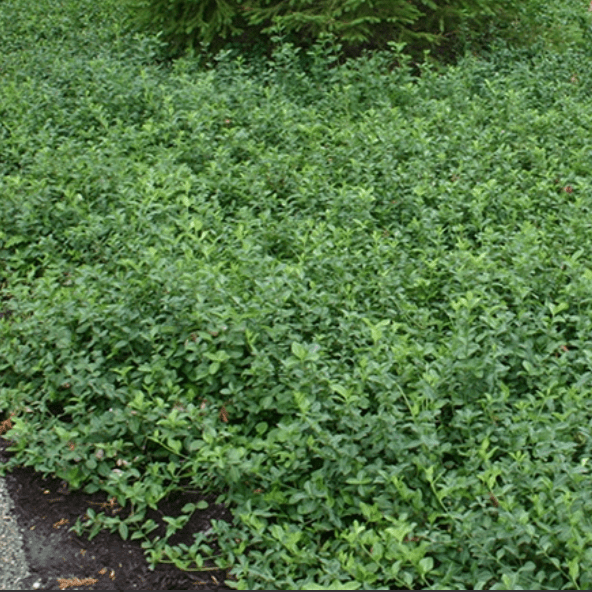 Бересклет форчуна Колоратус v2 Lav 