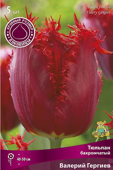Луковица тюльпан бахромчатый Валерий Гергиев 12/+ красный 5шт Поиск 