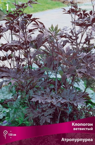 Корневище Клопогон ветвистый Атропурпуреа1 шт Поиск 