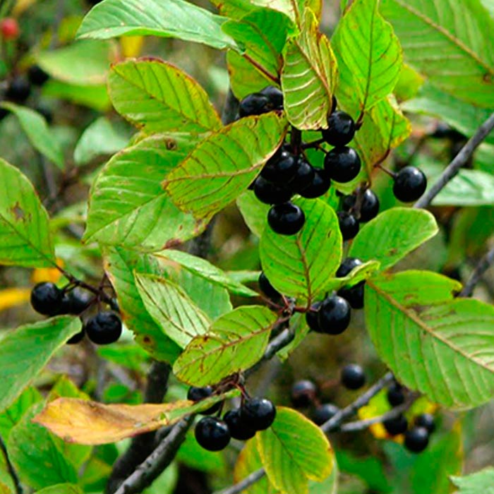 Крушина ломкая с5 h40-60 