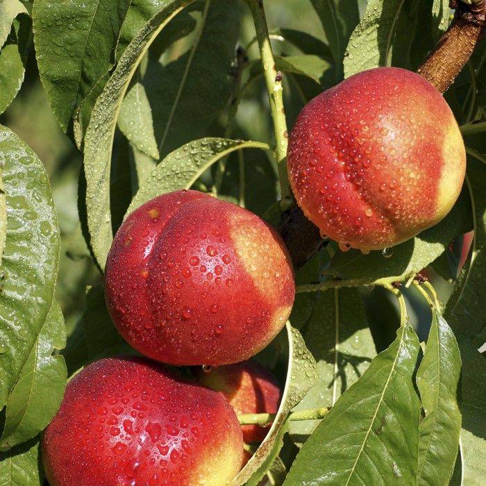 Нектарин Лола С10 Н140-160 ЦО 