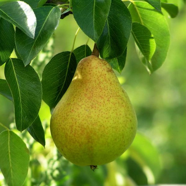 Груша в сортах 1 летка 