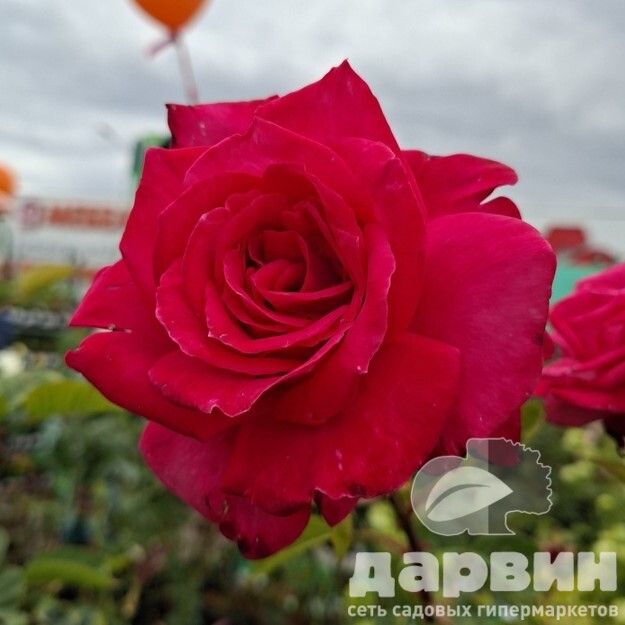 Роза чайно-гибридная Секси Парфюм v5 Lav 