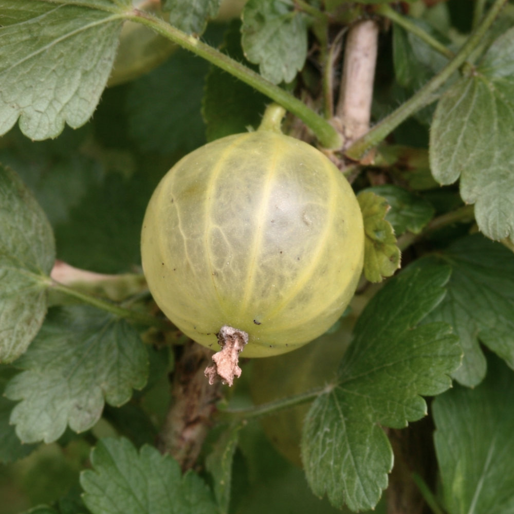 Крыжовник Белорусский Сахарный v5 Lav 