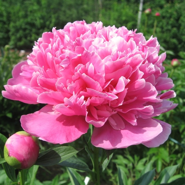 Пион Амабилис v5 Tim 