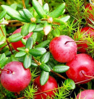 Клюква Мак Фарлен p9 