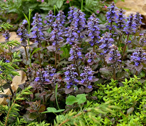 Живучка Атропурпурея d9 ,XP 