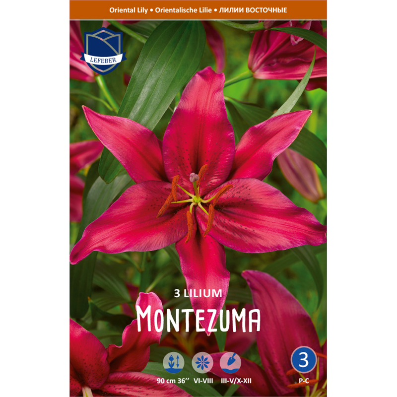 Луковица Лилия восточный-гибрид Монтесума 16/18 3шт 
