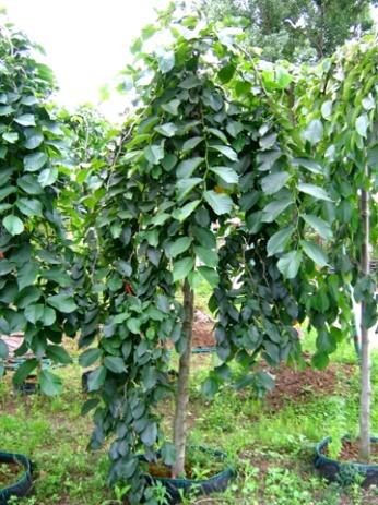 Вяз Кампердовнии с10, 160-180см 