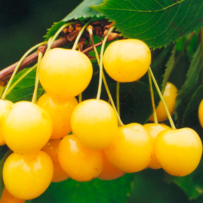 Черешня Рондо 3-х летка Tim 