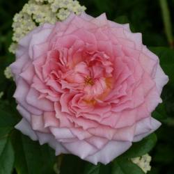 Роза флорибунда Розенфасцинэйшн с5, Tim 