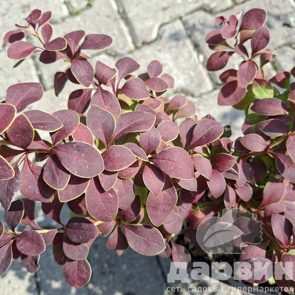 Барбарис тунберга Голден Ринг v5 Lav 