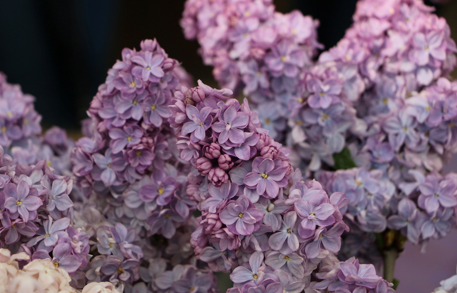 Сирень обыкновенная Вечерняя Москва v3 30-50 Sav 