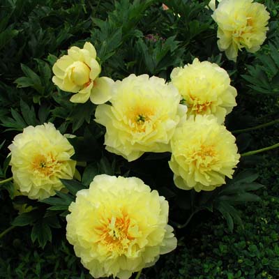 Корневище Пион ИТО-гибрид Барцелла 2-3 1шт Поиск 