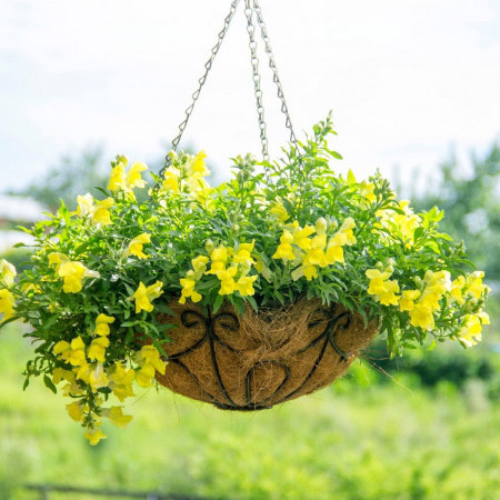 Антирринум ампельный желтый  D23 ПВ 