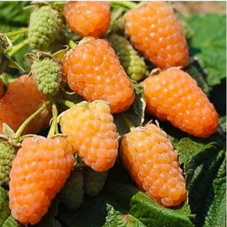 Малина Оранжевое Чудо желт v2 Lav 