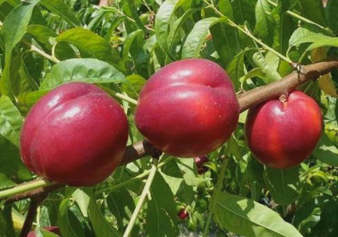 Нектарин Скиф С10 Н140-160 ЦО 