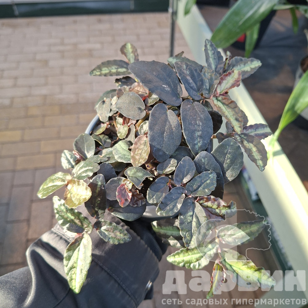 Пеллиония  плант микс d8 10 ХР 