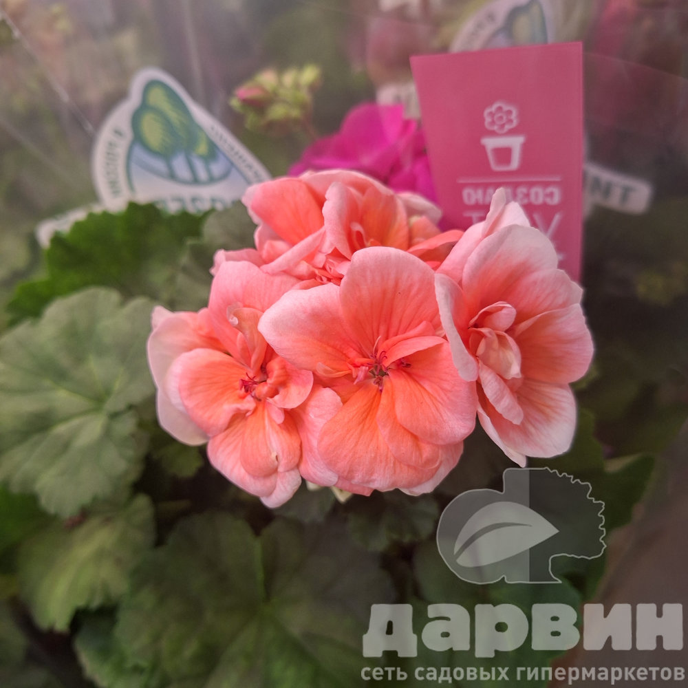 Пеларгония зональная в асс д12 тим (8) ватермарка