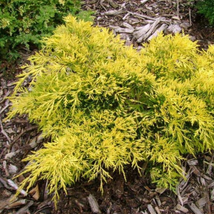 Растение можжевельник средний Кинг оф СпрингР9 по цене  Растение можжевельник средний Кинг оф СпрингР9