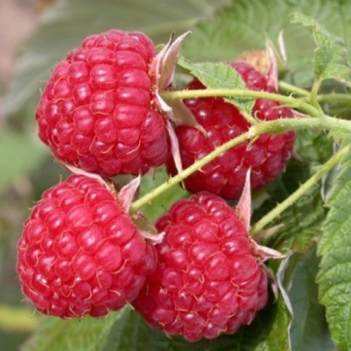 Малина Бригантина красная в коробке Tim 