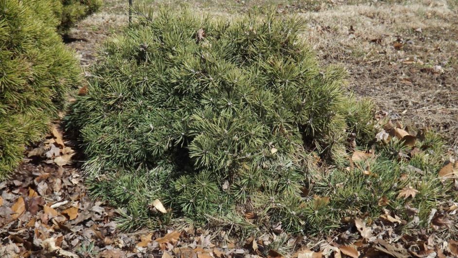 Сосна обыкновенная Репенс v13 40-50 