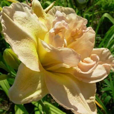 Корневище Лилейник гибридный Жан Свон 1 шт Поиск 