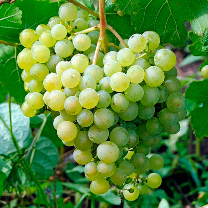 Виноград плодовый Дублянский, розовый 2-х летка 