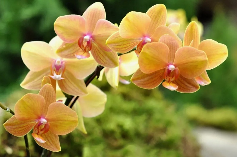 Ухаживайте за орхидеями